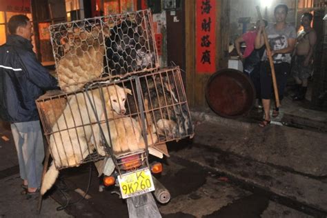  ¿Qué delicias culinarias esconden las calles de Yulin? La sopa de perro y su aroma especiado que despierta el paladar